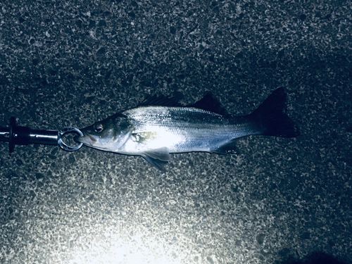 セイゴ（マルスズキ）の釣果