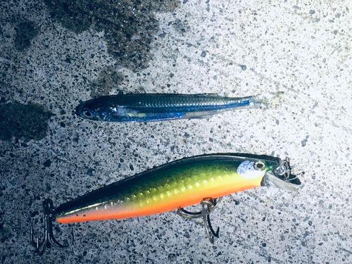 イワシの釣果