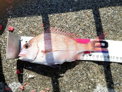 マダイの釣果