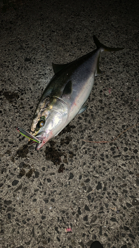 ハマチの釣果