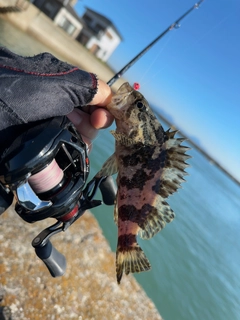 タケノコメバルの釣果