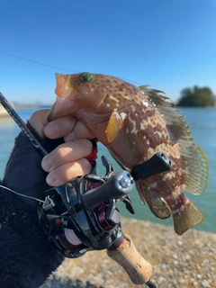 ハタの釣果