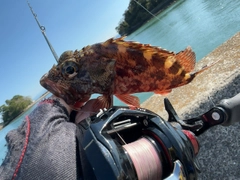 アラカブの釣果