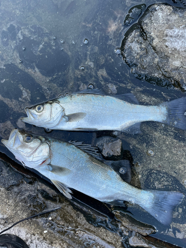 ヒラスズキの釣果