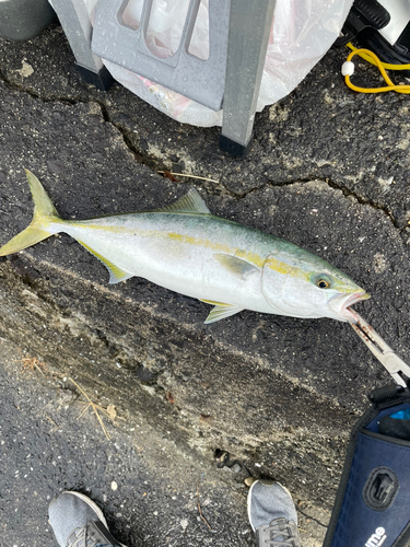 メジロの釣果