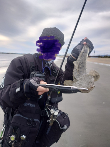 マゴチの釣果