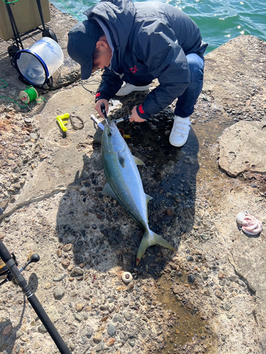 ブリの釣果