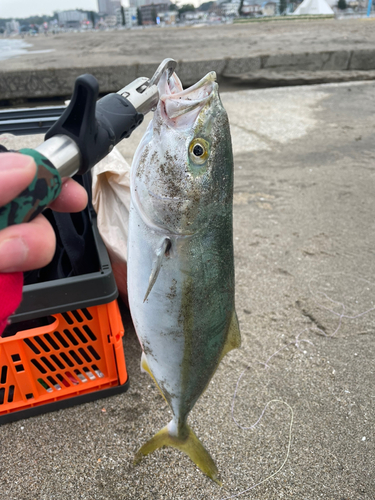 ワカシの釣果