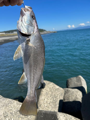 ニベの釣果