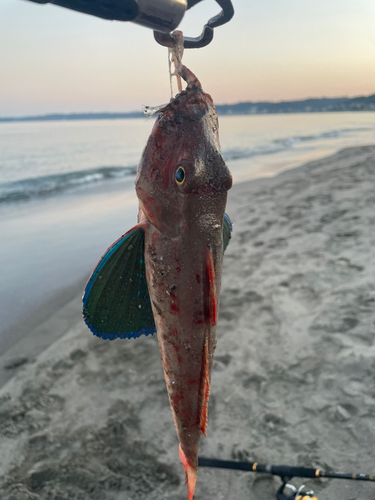 ホウボウの釣果