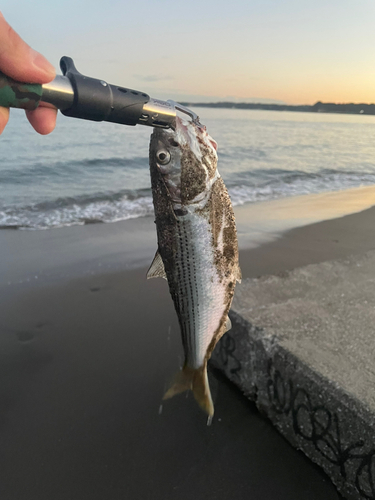 ボラの釣果