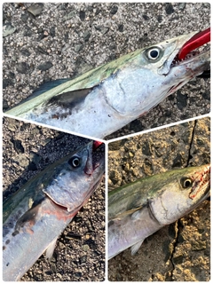 サゴシの釣果