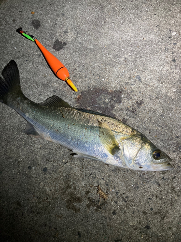 セイゴ（マルスズキ）の釣果