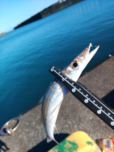 カマスの釣果