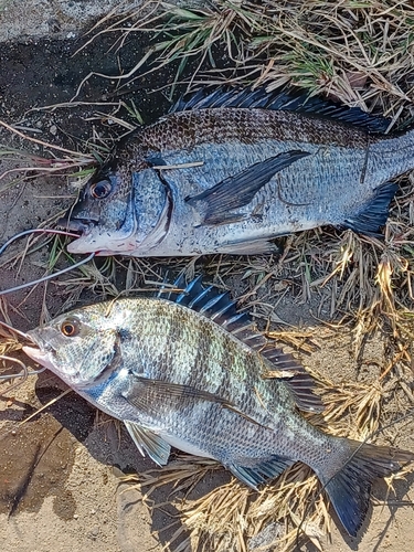 チヌの釣果