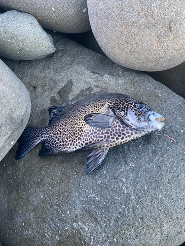 イシガキダイの釣果