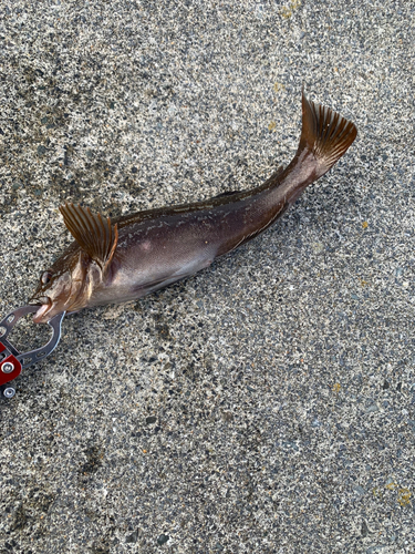 アイナメの釣果