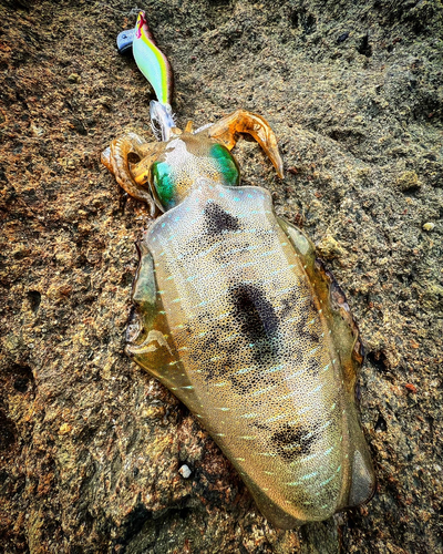 アオリイカの釣果