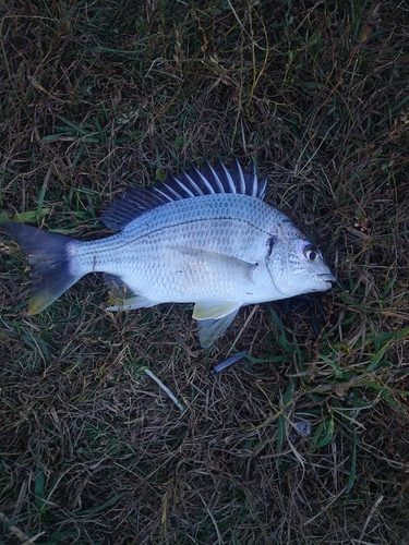 キビレの釣果