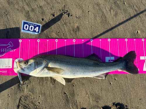 スズキの釣果