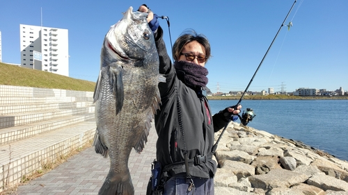 クロダイの釣果