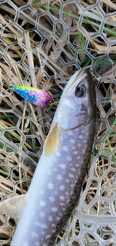 アメマスの釣果