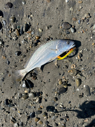 ニベの釣果