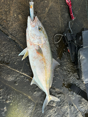 カンパチの釣果