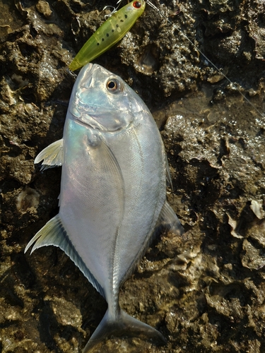 メッキの釣果