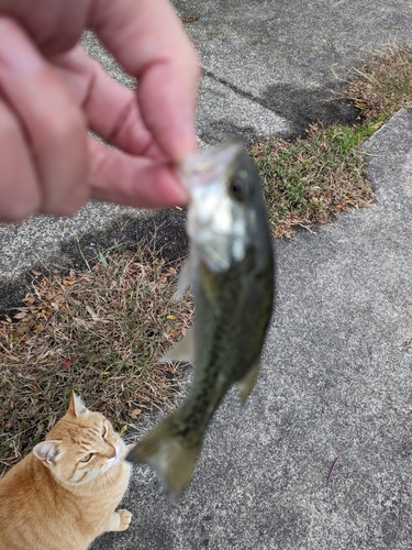 ブラックバスの釣果