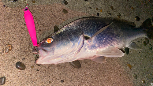 ニベの釣果