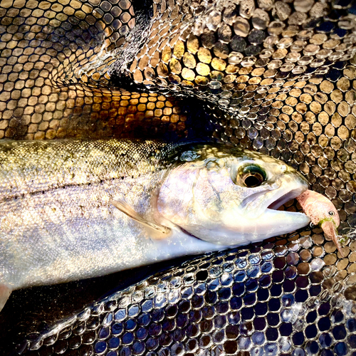 ホウライマスの釣果