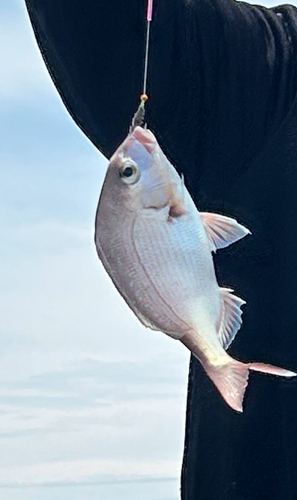 タイの釣果