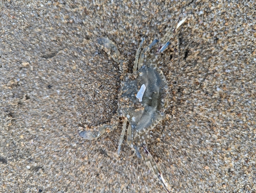 シタビラメの釣果