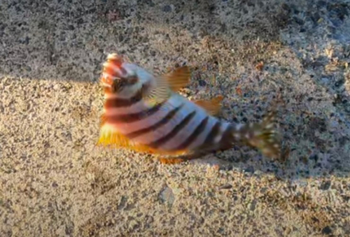 タカノハダイの釣果