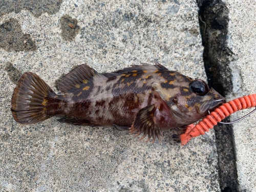 オウゴンムラソイの釣果