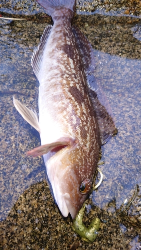 アイナメの釣果