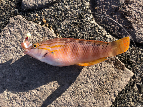 ベラの釣果