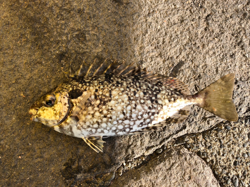 アイゴの釣果