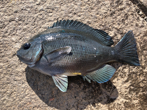 メジナの釣果