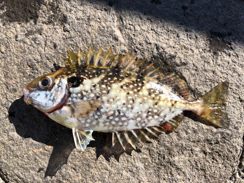 アイゴの釣果