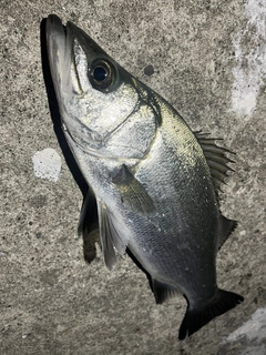ヒラスズキの釣果