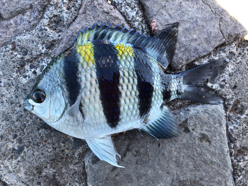 オヤビッチャの釣果