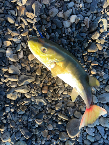 シロサバフグの釣果