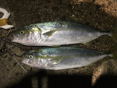 ハマチの釣果