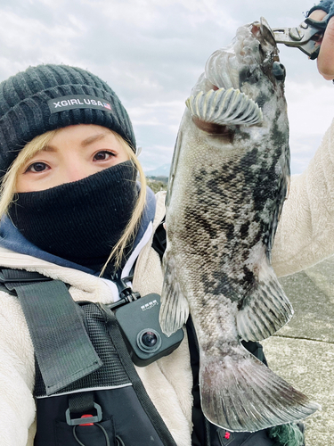 クロソイの釣果