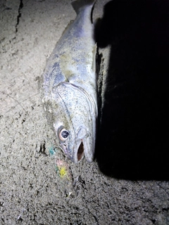 ニベの釣果