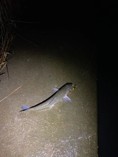 ニゴイの釣果