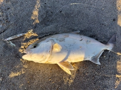 ショゴの釣果