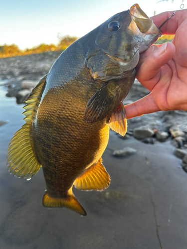 スモールマウスバスの釣果